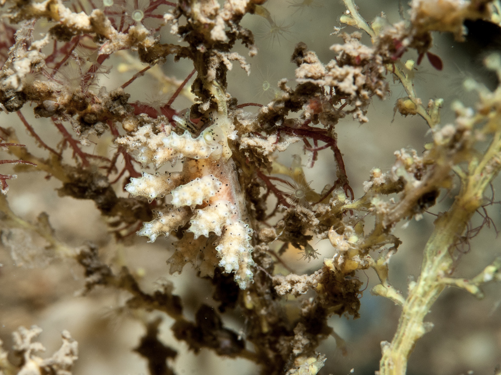 Doto tuberculata
