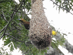 Psarocolius angustifrons angustifrons