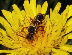 Nomada