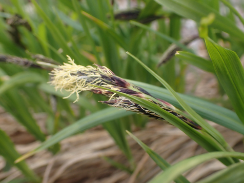 Carex flavocuspis iNat (3)