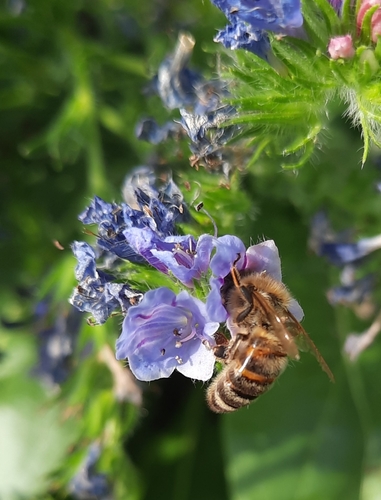 Foto von Westliche Honigbiene