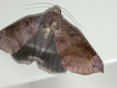 Bastilla hamatilis