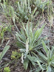 Plantago hookeriana