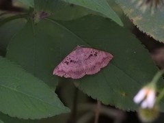 Blasticorhinus rivulosa