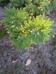 Pelargonium citronellum