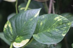 Epipremnum aureum
