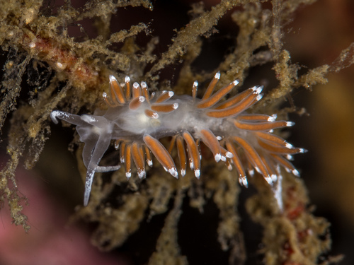 Coryphella gracilis