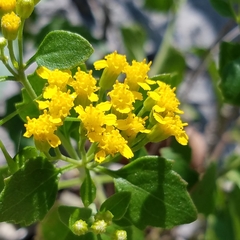 Perityle lindheimeri