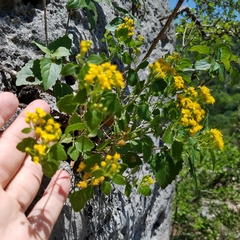 Perityle lindheimeri