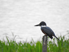 Megaceryle torquata torquata