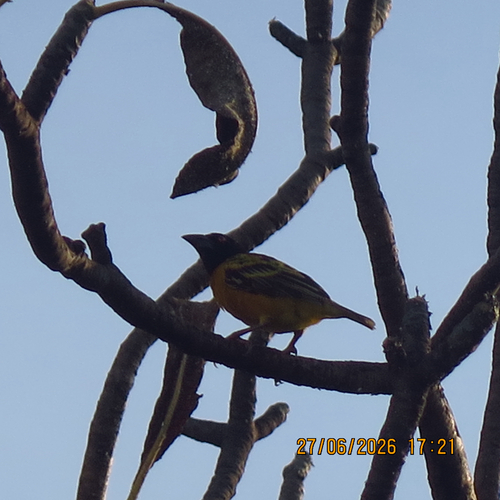 Village Weaver