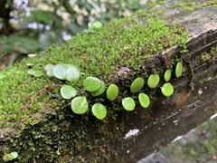 Lemmaphyllum microphyllum