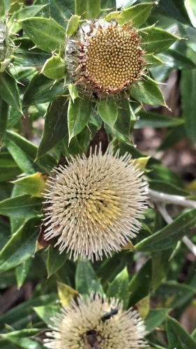 Carlina salicifolia