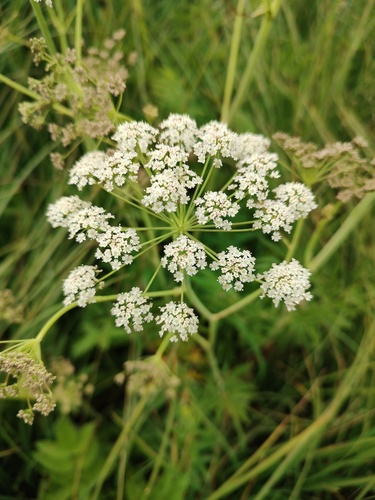 Cicuta douglasii, photograph 2