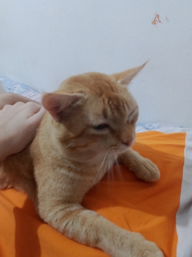 Domestic Cat