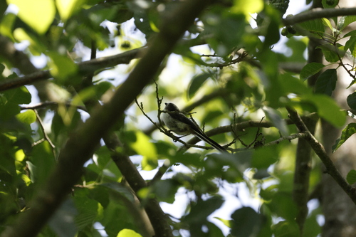 Long-tailed Tit