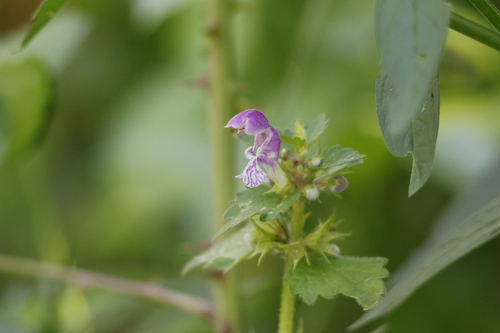 Spotted deadnettle