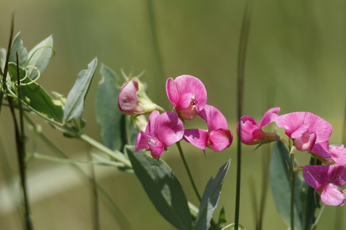 tuberous pea