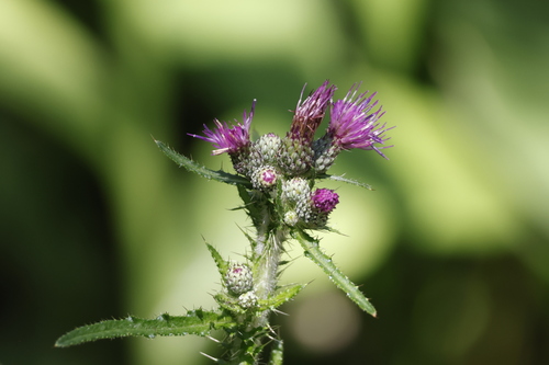 Marsh Thistle