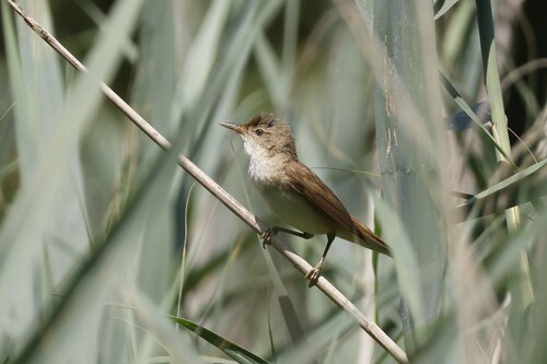 Common Reed Warbler