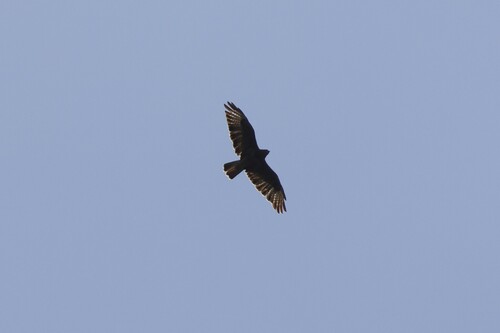 Common Buzzard