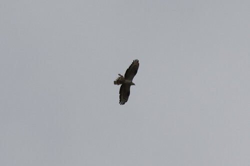 European Honey-buzzard