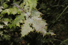 Golovinomyces sonchicola