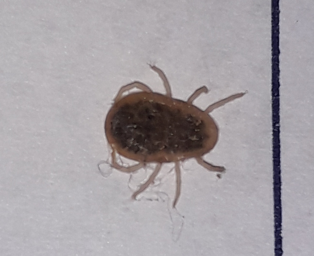 Argas reflexus Fabricius, 1794