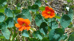 Tropaeolum majus