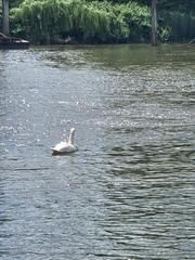 Mute Swan