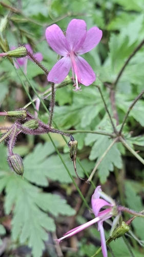 Canary Herb-Robert