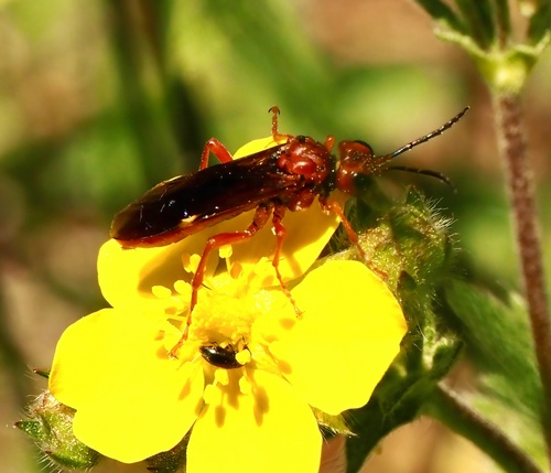 iNaturalist observation photo of Ichneumonid Wasps
