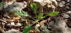 Berlandiera lyrata