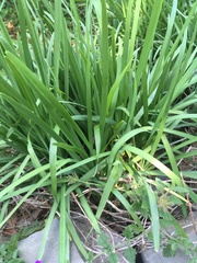 Allium cepa aggregatum