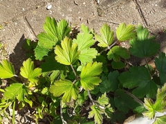 Eriocapitella × hybrida