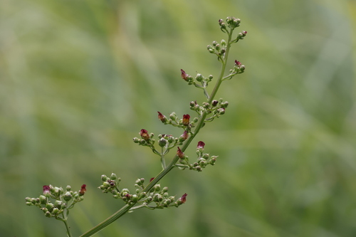 Water Figwort