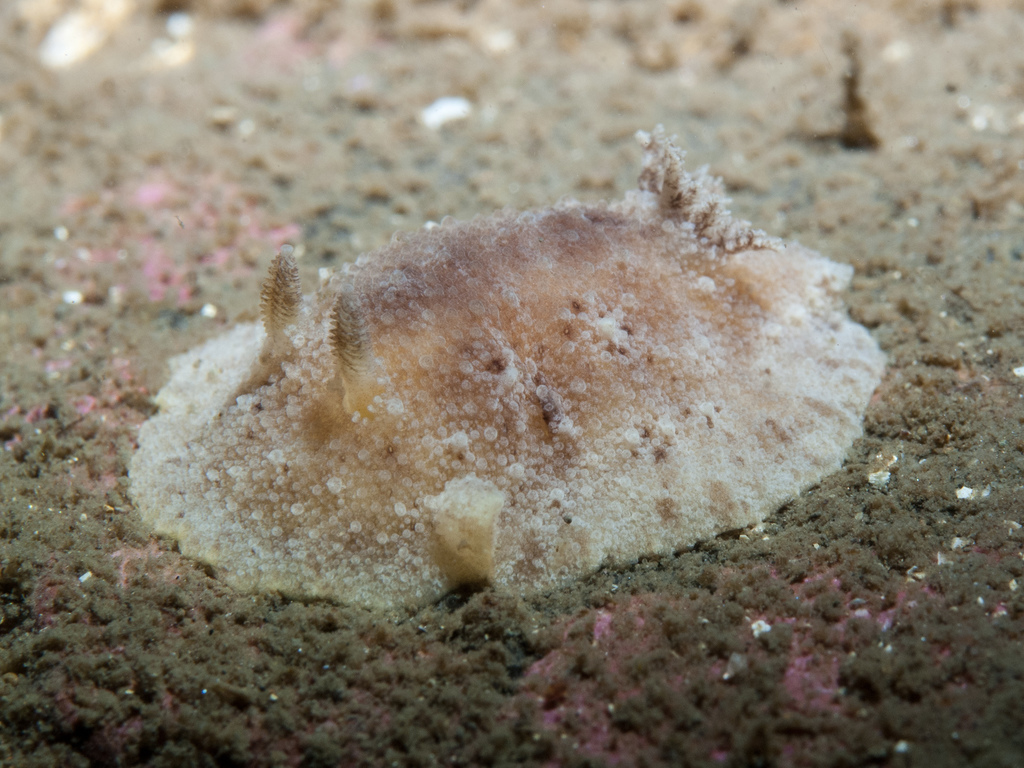 Geitodoris planata