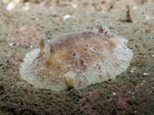 Geitodoris planata
