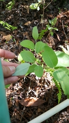 Zenobia pulverulenta