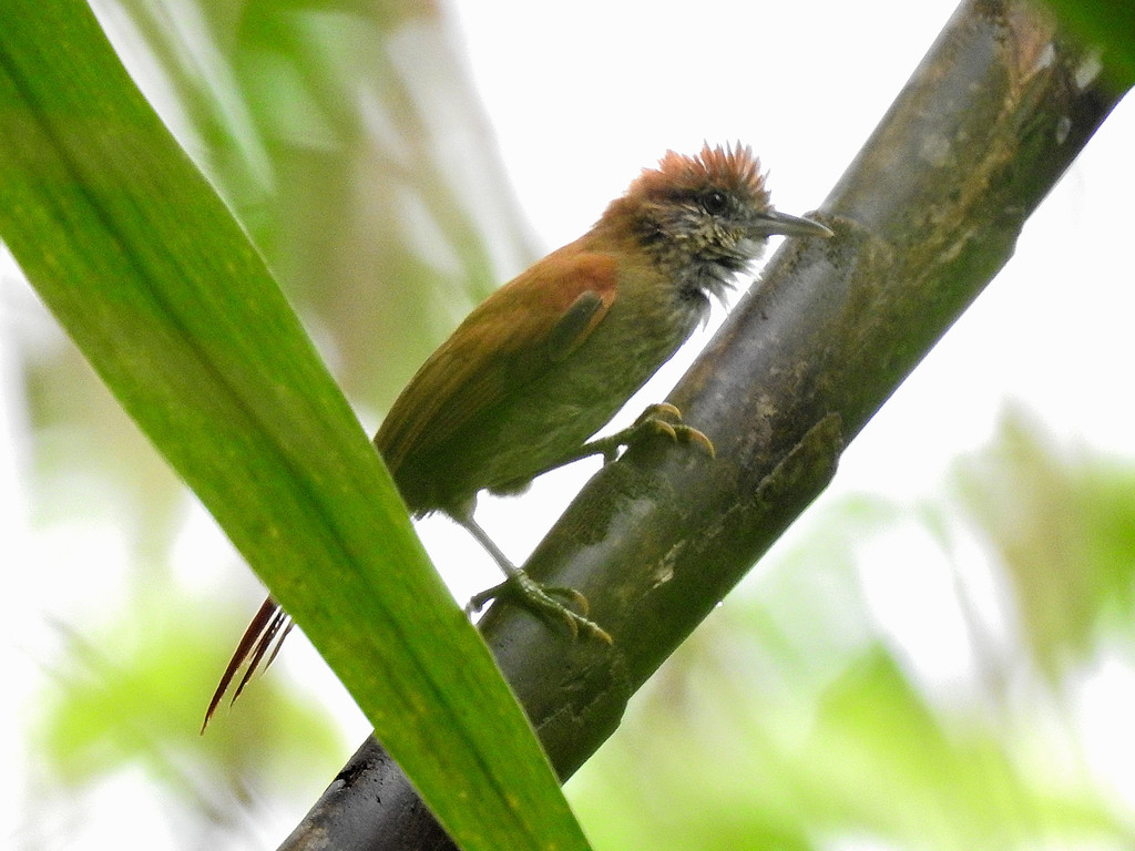 Parker's Spinetail