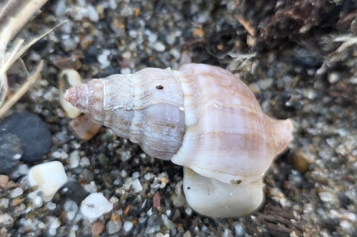 Spindle Euthria