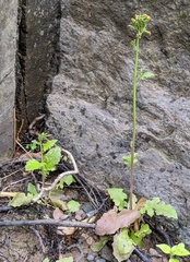 Youngia thunbergiana