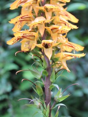 Digitalis canariensis, photograph (c) Lídia Carrera, some rights reserved (CC BY)