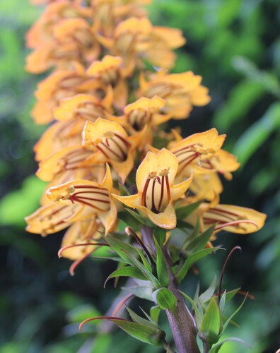 Digitalis canariensis, photograph 5