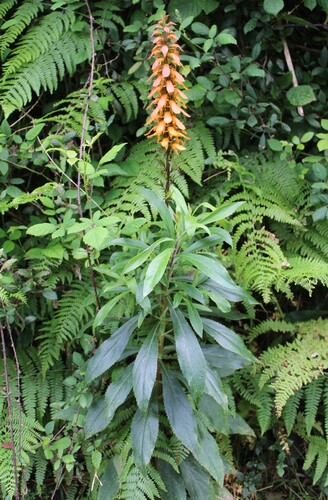 Digitalis canariensis, photograph 4