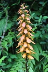 Digitalis canariensis, photograph (c) Lídia Carrera, some rights reserved (CC BY)