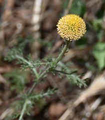 Anacyclus valentinus, photograph (c) Eric Lamb, some rights reserved (CC BY)