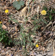 Anacyclus valentinus, photograph (c) Eric Lamb, some rights reserved (CC BY)