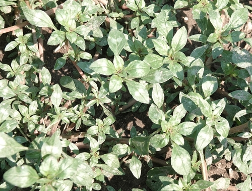 Mat amaranth (Amaranthus blitoides)
