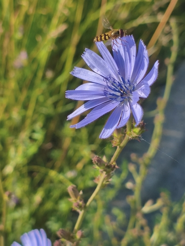 chicory
